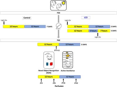 Effects of chronic light cycle disruption during adolescence on circadian clock, neuronal activity rhythms, and behavior in mice